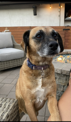Lost Female Dog last seen Lilac and San Bernardino Abe, Rialto, CA 92376