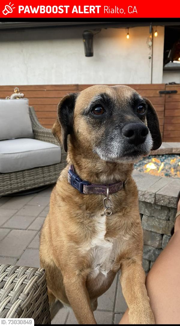 Lost Female Dog last seen Lilac and San Bernardino Abe, Rialto, CA 92376