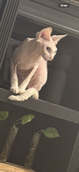 Lost Female Cat last seen Gatewood and bluegrass street, San Diego, CA 92114