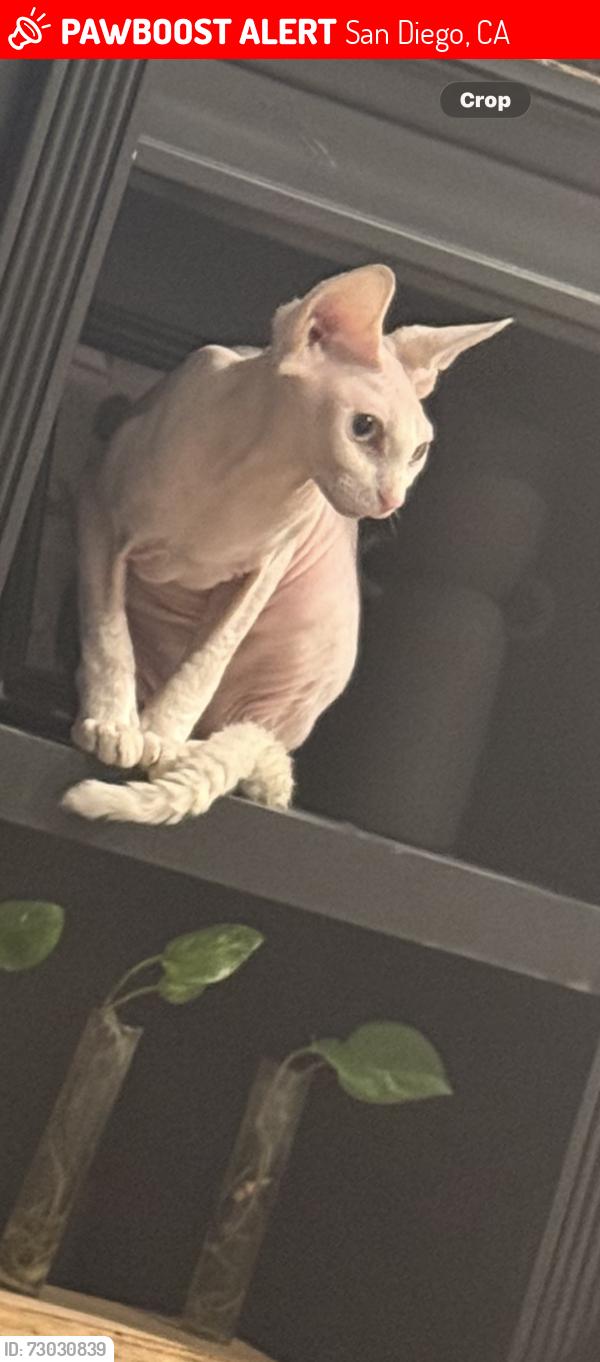 Lost Female Cat last seen Gatewood and bluegrass street, San Diego, CA 92114