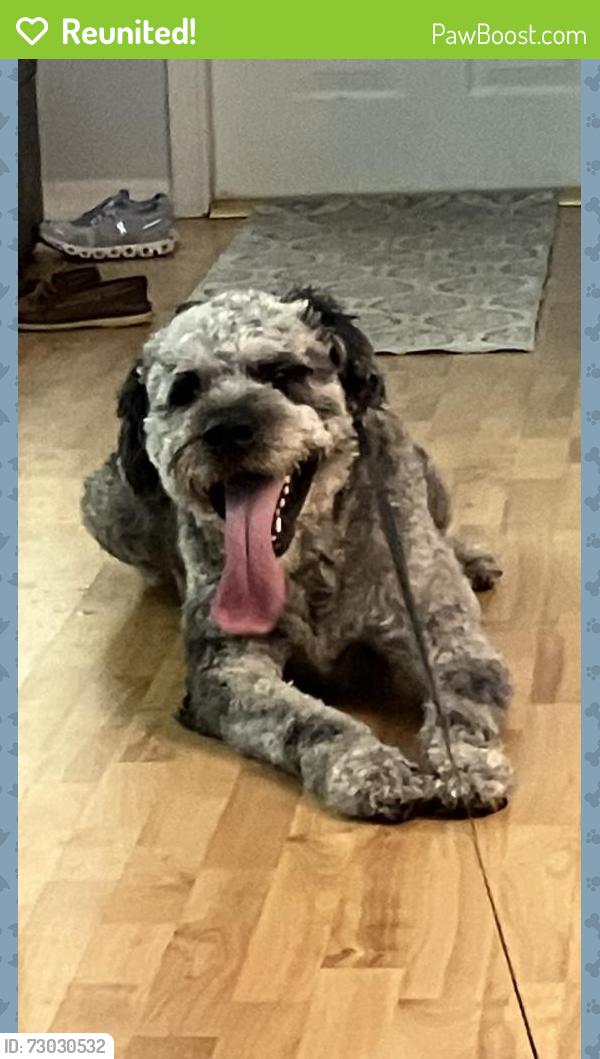 Reunited Male Dog last seen Near Plumosa Way, Weston, FL 33327, USA, Weston, FL 33327