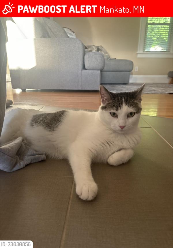 Lost Female Cat last seen Near N 6th street mankato mn, Mankato, MN 56001