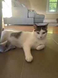 Lost Female Cat last seen Near N 6th street mankato mn, Mankato, MN 56001