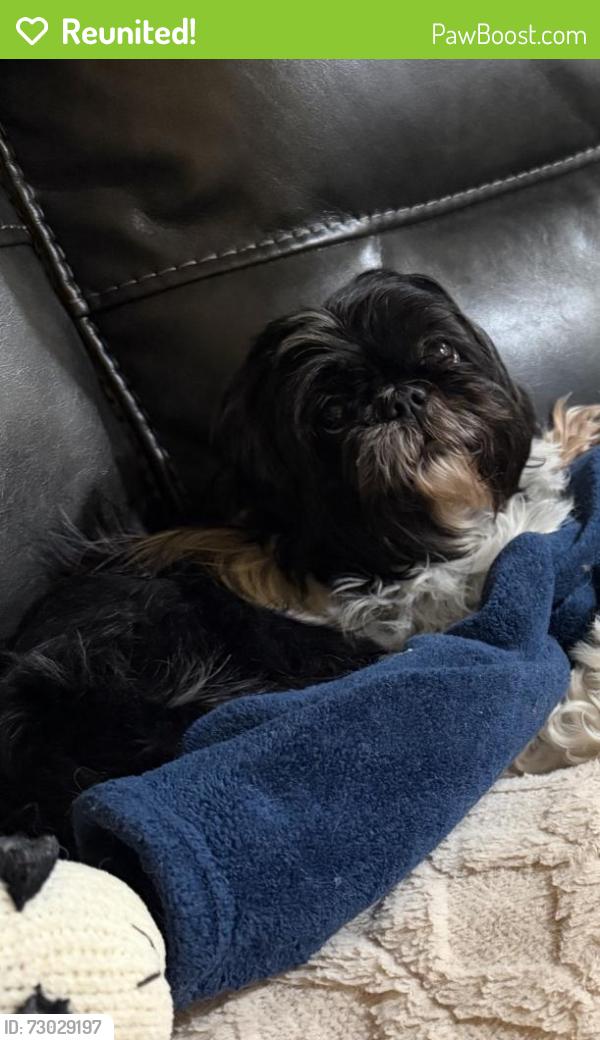 Reunited Female Dog last seen St James Ave/Merimac Ave , Springfield, MA 01104