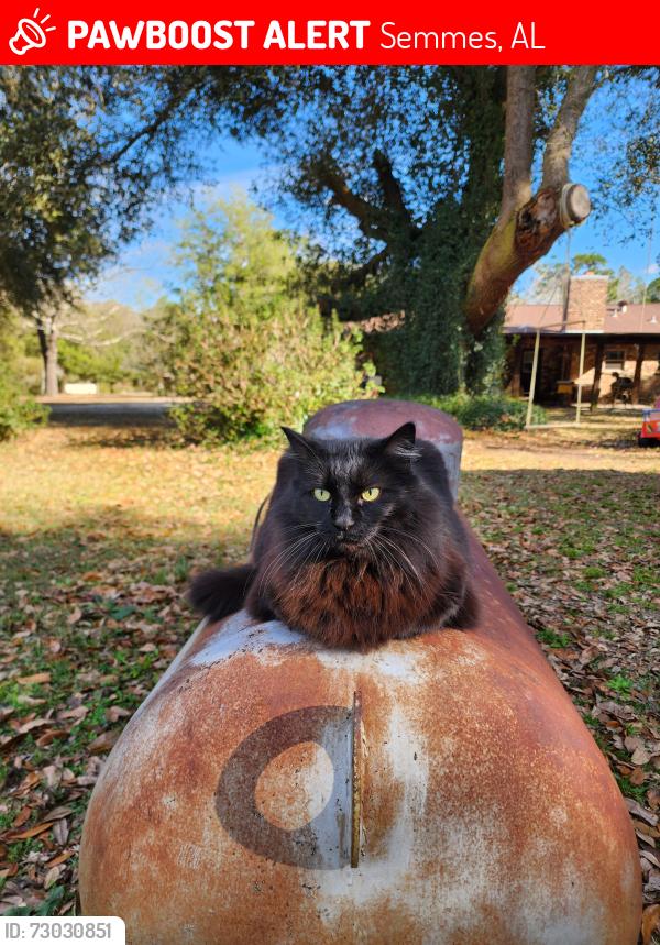 Lost Female Cat last seen Whitestone ests, Semmes, AL 36575