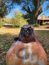 Lost Female Cat last seen Whitestone ests, Semmes, AL 36575