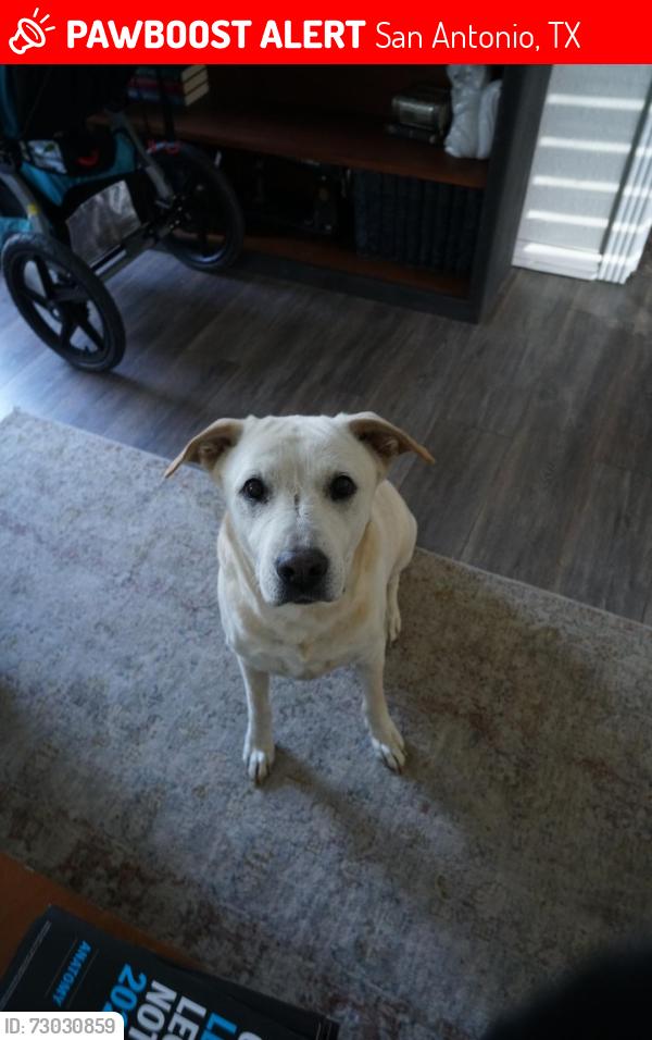 Lost Female Dog last seen Harry Wurzbach and Rittiman , San Antonio, TX 78209