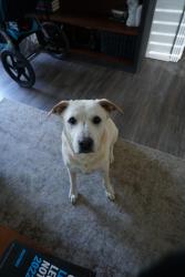 Lost Female Dog last seen Harry Wurzbach and Rittiman , San Antonio, TX 78209