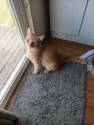 Lost Male Cat last seen Near north exit, Columbus, OH 43224