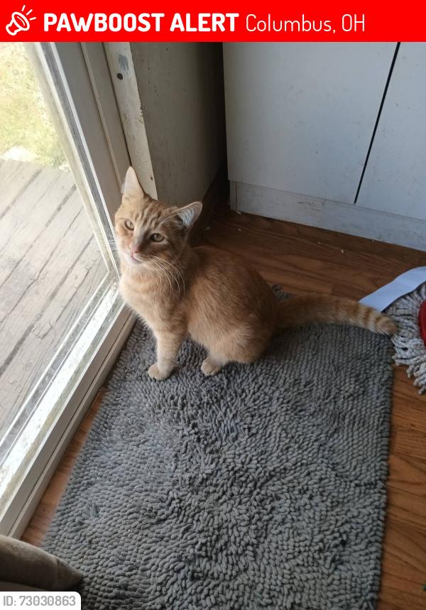 Lost Male Cat last seen Near north exit, Columbus, OH 43224