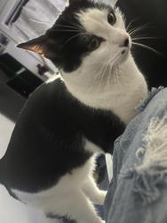 Lost Male Cat last seen richland highschool, Richland, WA 99352