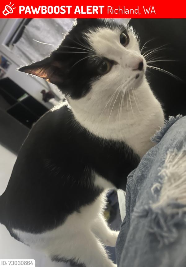 Lost Male Cat last seen richland highschool, Richland, WA 99352