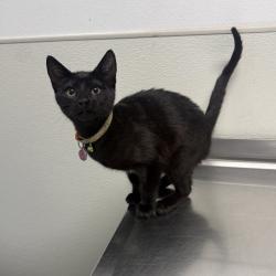 Shelter Stray Female Cat last seen Near Imperial Beach Boulevard, Imperial Beach, CA, 91932, 5500 Gaines St, San Diego, CA 92110, USA