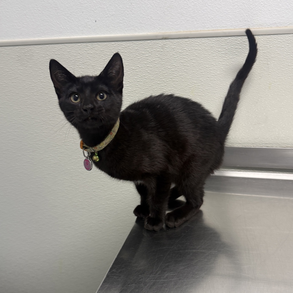 Shelter Stray Female Cat last seen Near Imperial Beach Boulevard, Imperial Beach, CA, 91932, 5500 Gaines St, San Diego, CA 92110, USA
