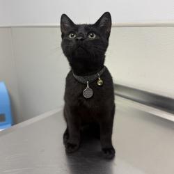 Shelter Stray Male Cat last seen Near Imperial Beach Boulevard, Imperial Beach, CA, 91932, 5500 Gaines St, San Diego, CA 92110, USA