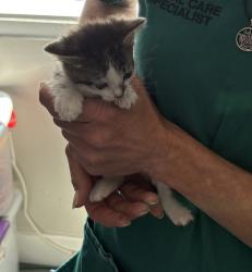Shelter Stray Female Cat last seen Near S 2500 E, SALT LAKE CITY, UT, 84108, 511 W 3900 S, Salt Lake City, UT 84123, USA