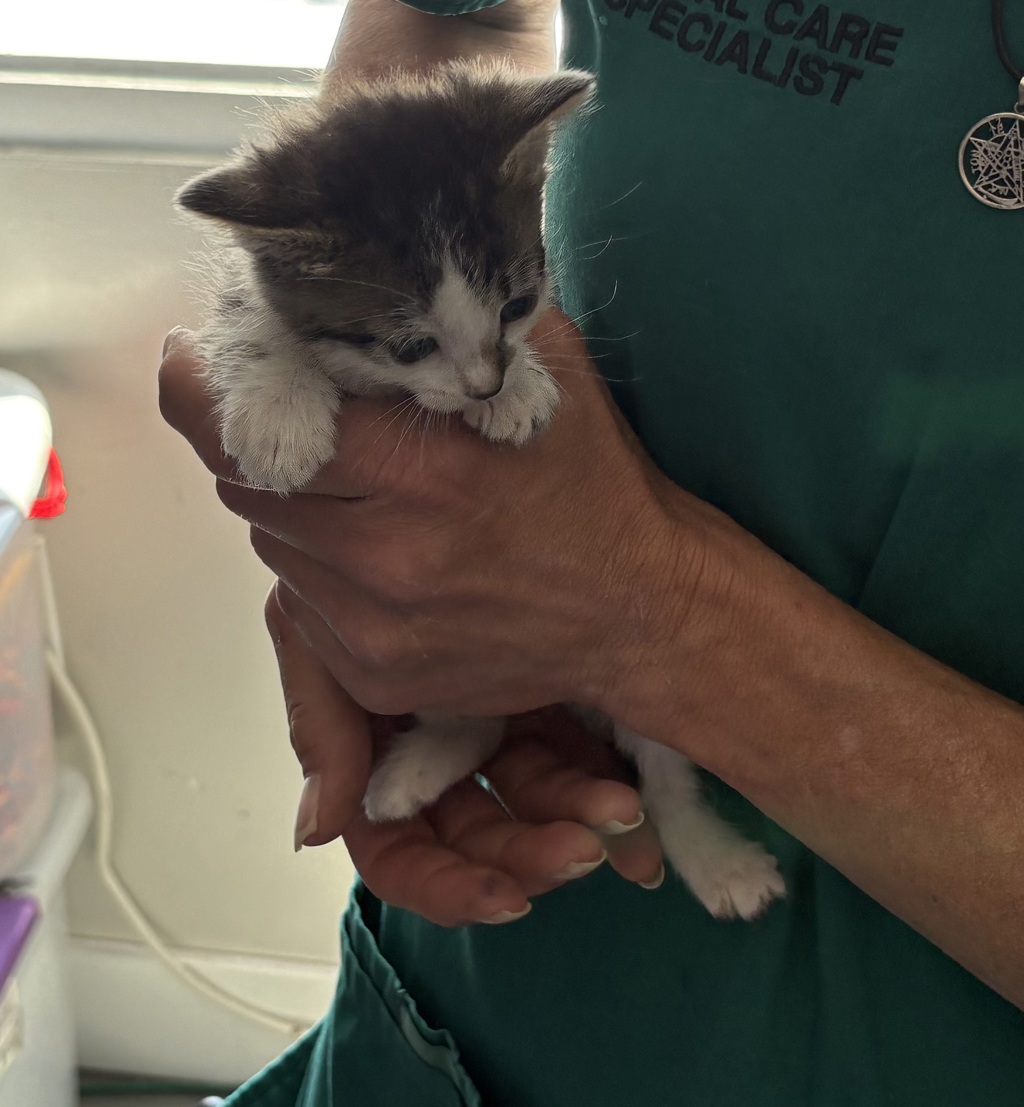 Shelter Stray Female Cat last seen Near S 2500 E, SALT LAKE CITY, UT, 84108, 511 W 3900 S, Salt Lake City, UT 84123, USA