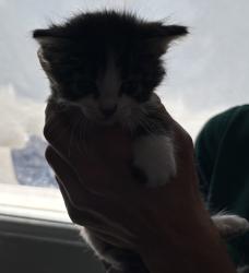 Shelter Stray Male Cat last seen Near S 2500 E, SALT LAKE CITY, UT, 84108, 511 W 3900 S, Salt Lake City, UT 84123, USA