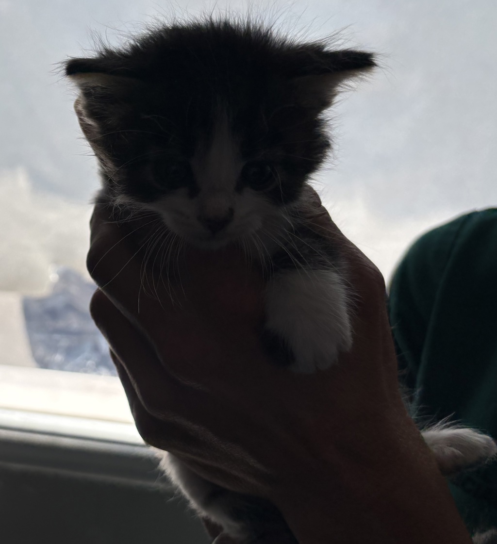 Shelter Stray Male Cat last seen Near S 2500 E, SALT LAKE CITY, UT, 84108, 511 W 3900 S, Salt Lake City, UT 84123, USA
