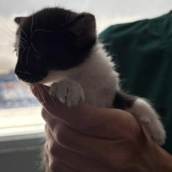Shelter Stray Male Cat last seen Near S 2500 E, SALT LAKE CITY, UT, 84108, 511 W 3900 S, Salt Lake City, UT 84123, USA