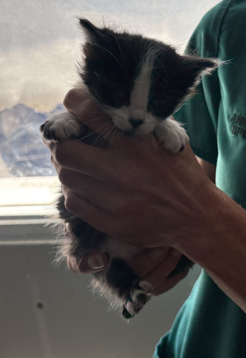 Shelter Stray Female Cat last seen Near S 2500 E, SALT LAKE CITY, UT, 84108, 511 W 3900 S, Salt Lake City, UT 84123, USA