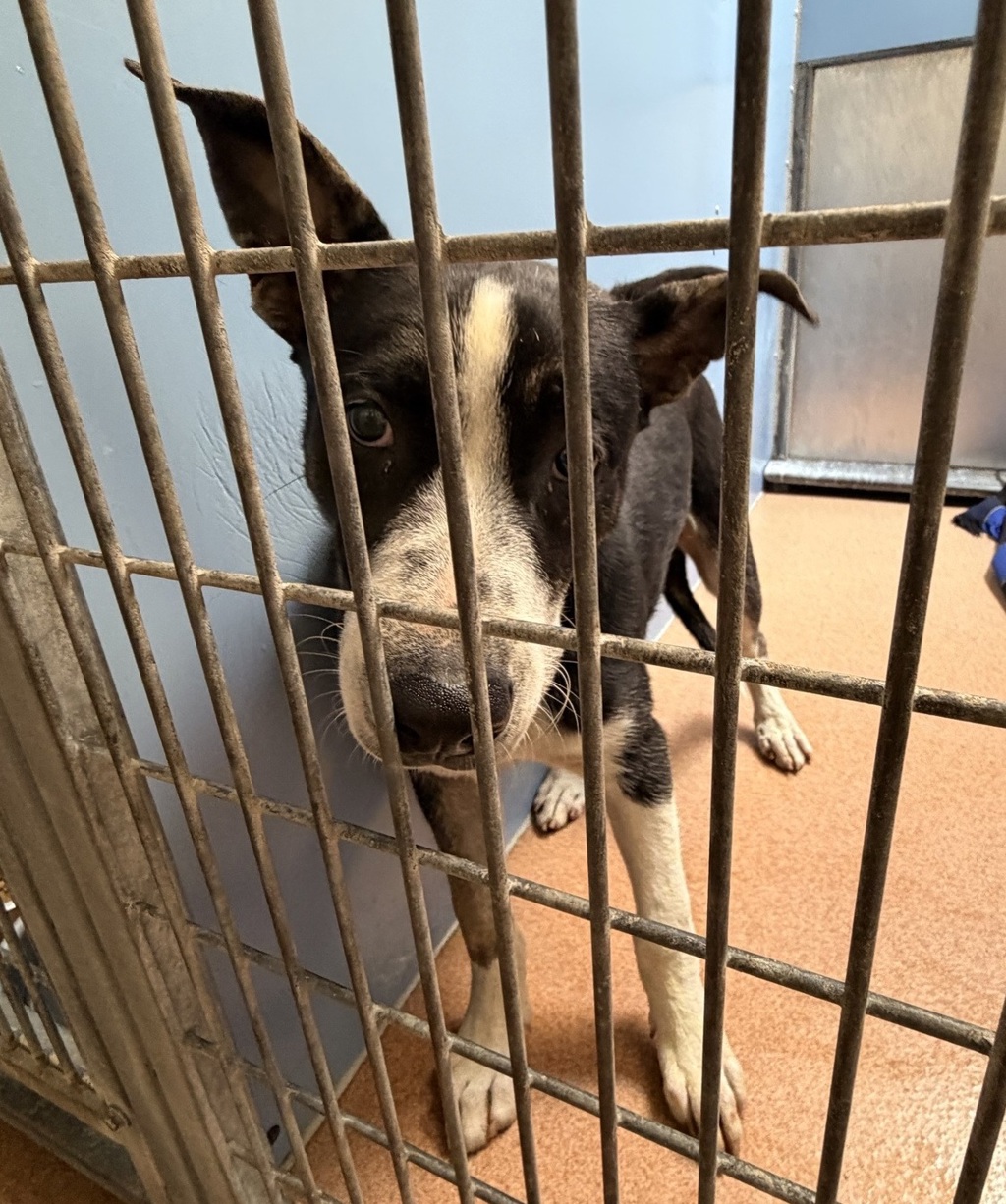 Shelter Stray Male Dog last seen off ramp on Clairmont Mesa BLVD on 805 going southbound, San Diego, CA, 92117, 5500 Gaines St, San Diego, CA 92110, USA