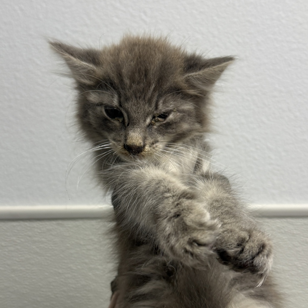 Shelter Stray Female Cat last seen backyard, San Diego, CA, 92114, 5500 Gaines St, San Diego, CA 92110, USA
