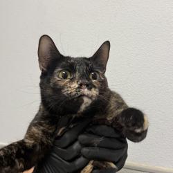 Shelter Stray Female Cat last seen Mallard St, San Diego, CA, 92114, 5500 Gaines St, San Diego, CA 92110, USA