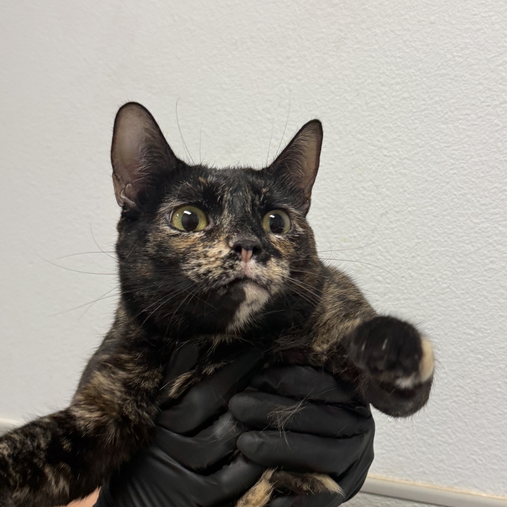 Shelter Stray Female Cat last seen Mallard St, San Diego, CA, 92114, 5500 Gaines St, San Diego, CA 92110, USA