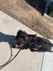 Shelter Stray Female Dog last seen Near Kearny Mesa Road, San Diego, CA, 92111, 5500 Gaines St, San Diego, CA 92110, USA