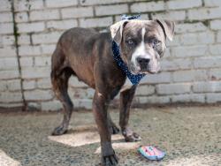 Shelter Stray Male Dog last seen Webster Avenue, BRONX, NY, 10457, 326 E 110th St, New York, NY 10029, USA