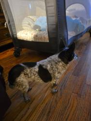 Lost Female Dog last seen Vermon/Watkins Dr, Riverside, CA 92507