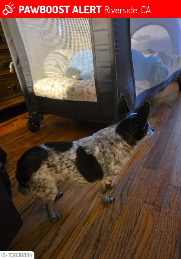 Lost Female Dog last seen Vermon/Watkins Dr, Riverside, CA 92507
