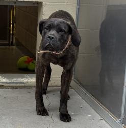 Shelter Stray Female Dog last seen Gresham, GRESHAM, OR, 97030, 1700 W Historic Columbia River Hwy, Troutdale, OR 97060, USA