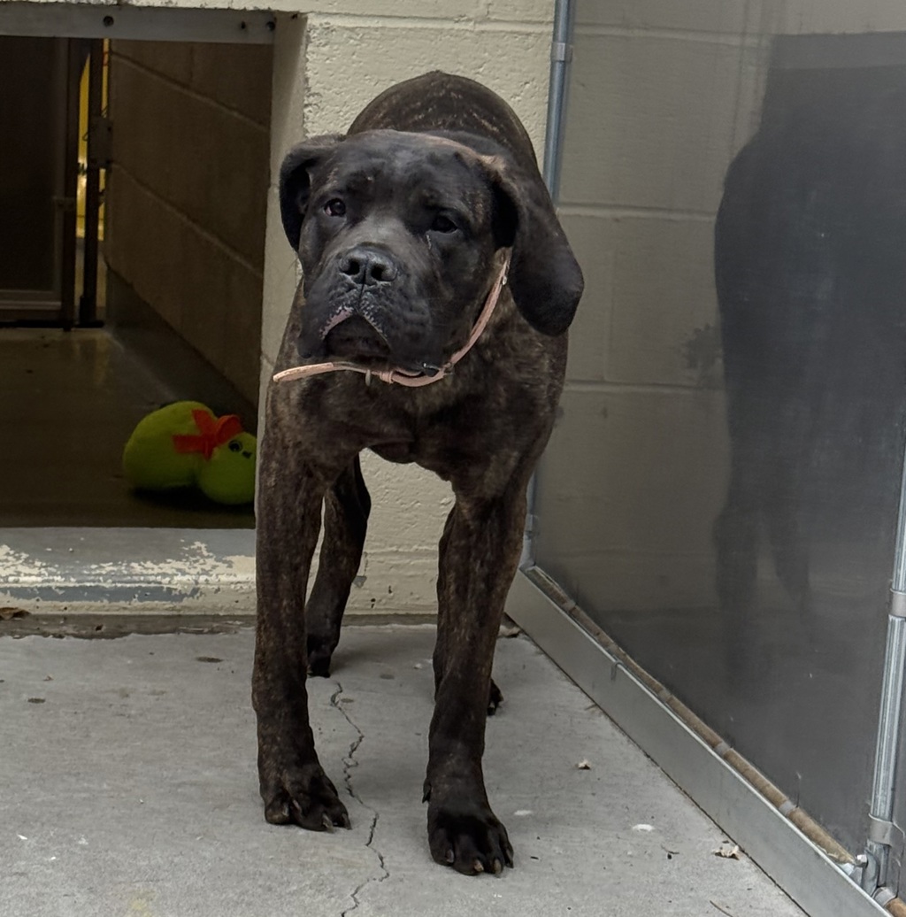 Shelter Stray Female Dog last seen Gresham, GRESHAM, OR, 97030, 1700 W Historic Columbia River Hwy, Troutdale, OR 97060, USA
