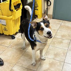 Shelter Stray Male Dog last seen 103rd / Foster, PORTLAND, OR, 97266, 1700 W Historic Columbia River Hwy, Troutdale, OR 97060, USA
