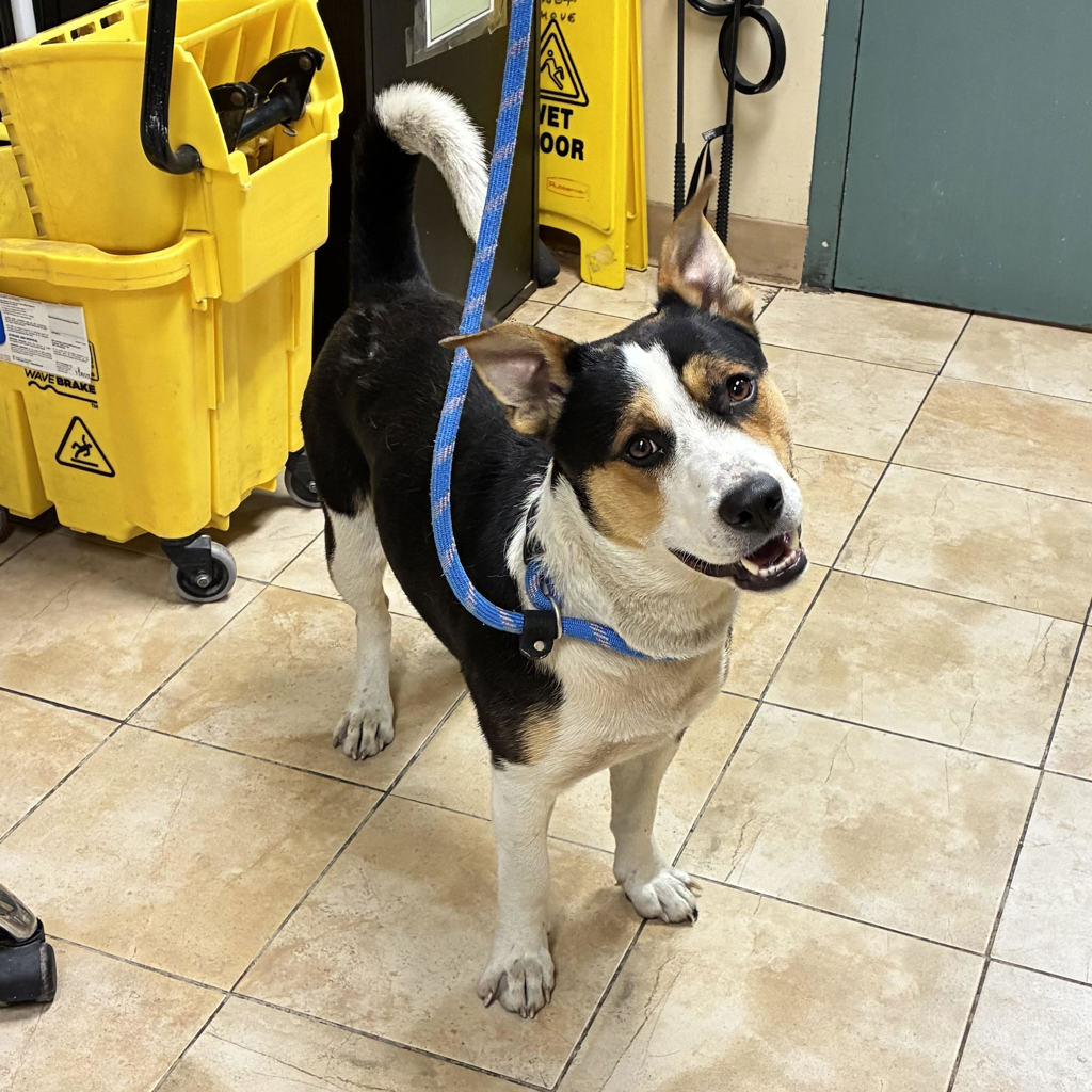 Shelter Stray Male Dog last seen 103rd / Foster, PORTLAND, OR, 97266, 1700 W Historic Columbia River Hwy, Troutdale, OR 97060, USA