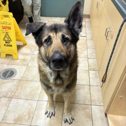 Shelter Stray Male Dog last seen Fred Meyer, GRESHAM, OR, 97030, 1700 W Historic Columbia River Hwy, Troutdale, OR 97060, USA