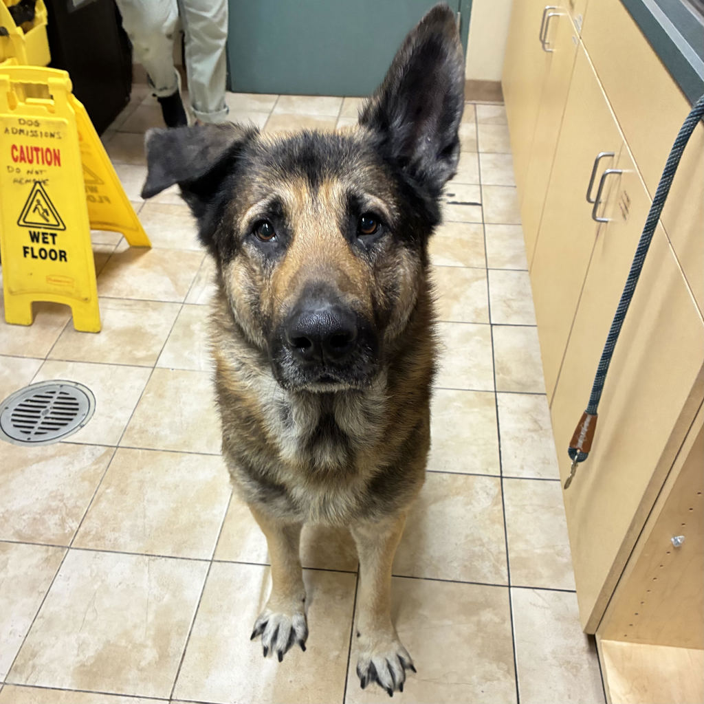 Shelter Stray Male Dog last seen Fred Meyer, GRESHAM, OR, 97030, 1700 W Historic Columbia River Hwy, Troutdale, OR 97060, USA