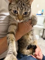 Found/Stray Female Cat last seen Almaden Ave & Balbach St, San Jose, CA 95110