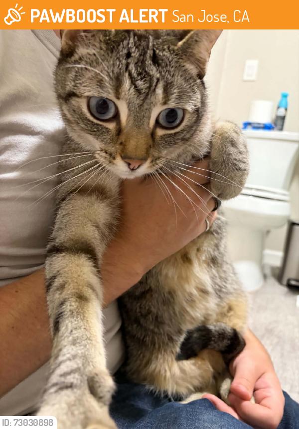 Found/Stray Female Cat last seen Almaden Ave & Balbach St, San Jose, CA 95110