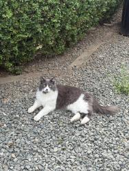 Lost Male Cat last seen Near 64 ave Langley Milner area , Langley Township, BC V2Y 2N8