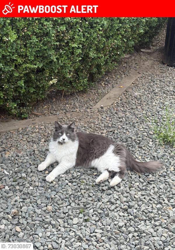 Lost Male Cat last seen Near 64 ave Langley Milner area , Langley Township, BC V2Y 2N8