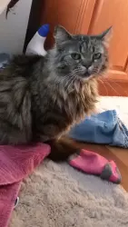 Lost Female Cat last seen Daycotah Ave, Key Circle, Hagerstown, MD 21740