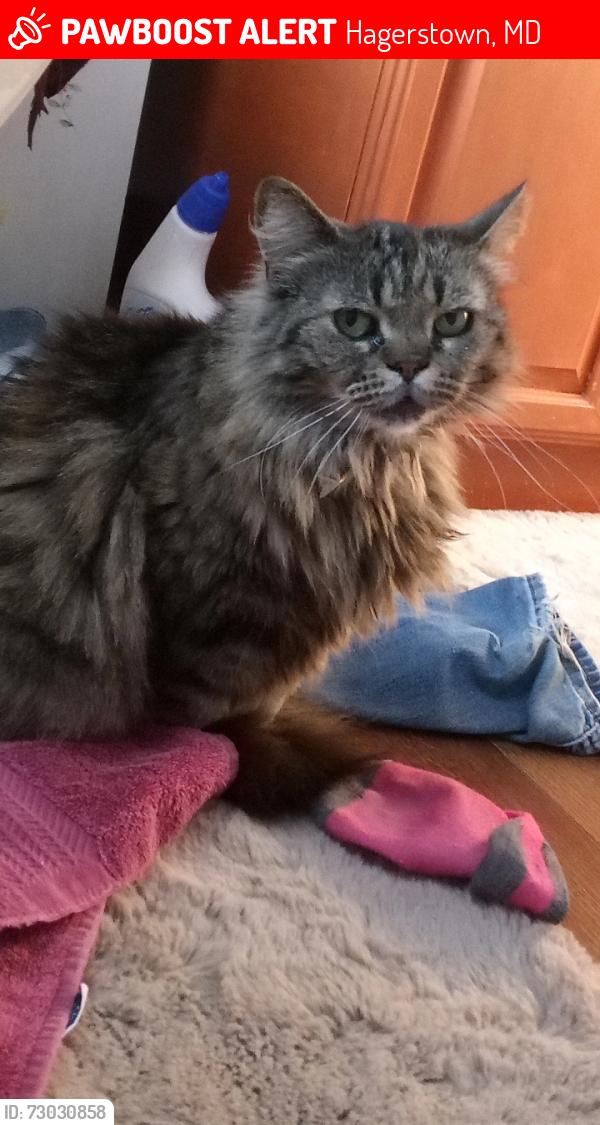 Lost Female Cat last seen Daycotah Ave, Key Circle, Hagerstown, MD 21740
