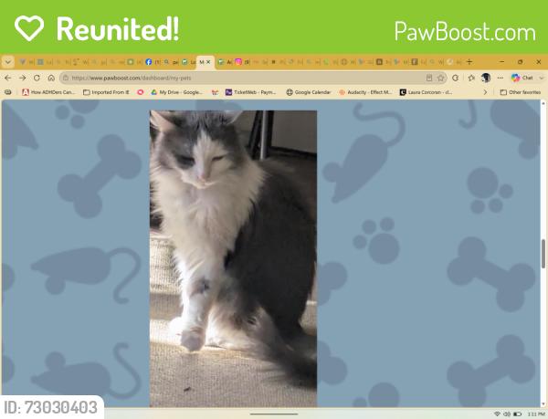 Reunited Female Cat last seen Near w clay, Richmond, VA 23220