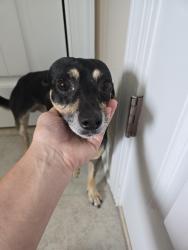 Found/Stray Male Dog last seen Patetown fire department, Pikeville, NC 27863