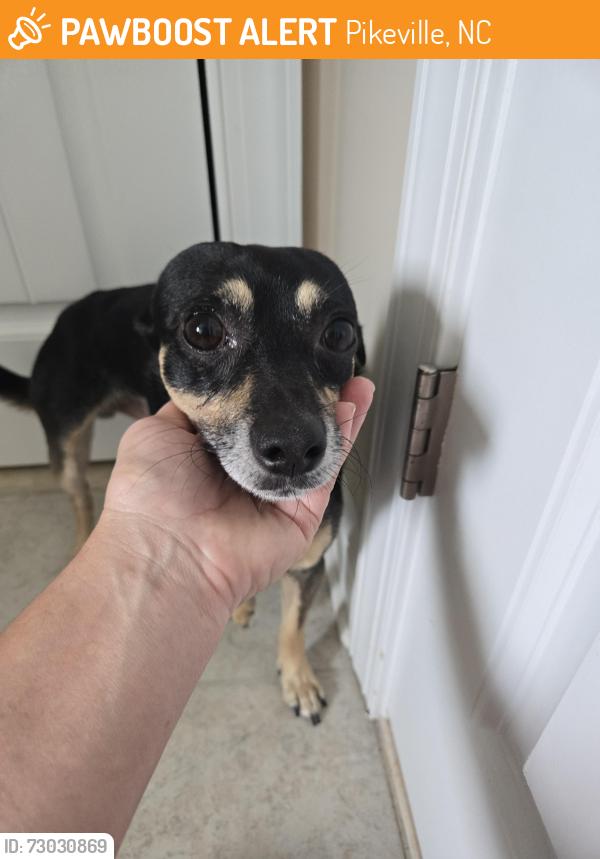 Found/Stray Male Dog last seen Patetown fire department, Pikeville, NC 27863