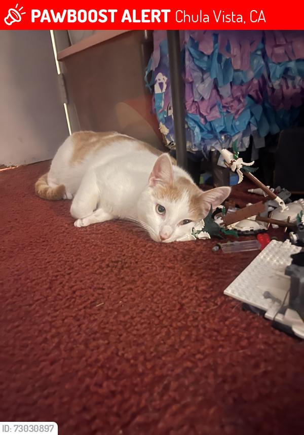 Lost Male Cat last seen Oleander Ave, Chula Vista, CA 91911