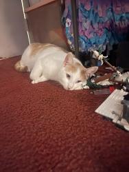 Lost Male Cat last seen Oleander Ave, Chula Vista, CA 91911